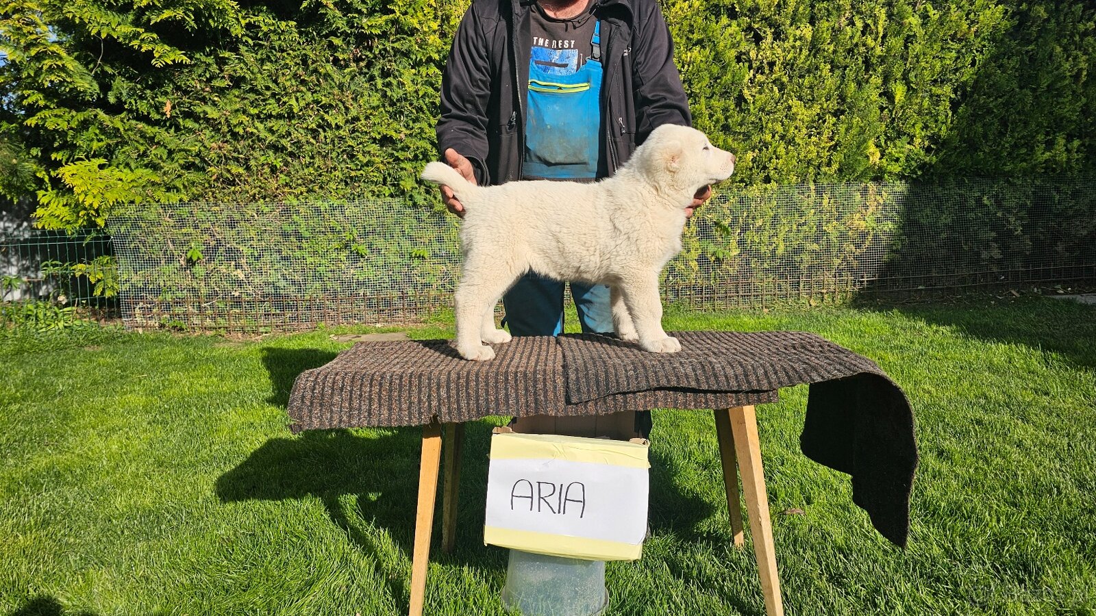 Owczarek środkowoazjatycki – szczenięta z rodowodem - 6