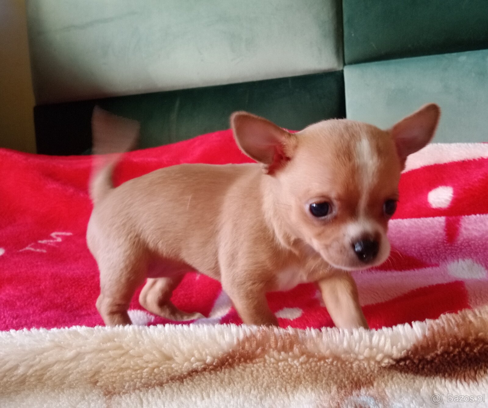 Chihuahua szczenięta - 6