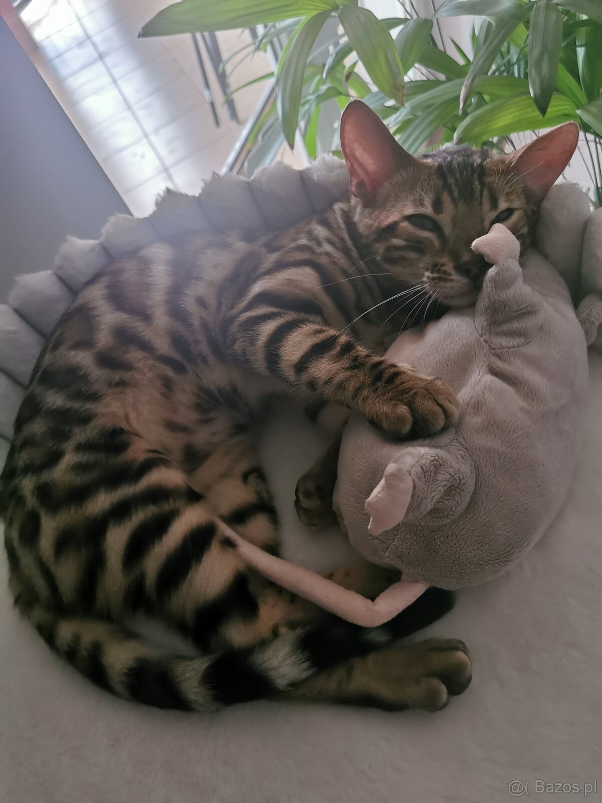 Rodowodowa kotka Bengalska - 6