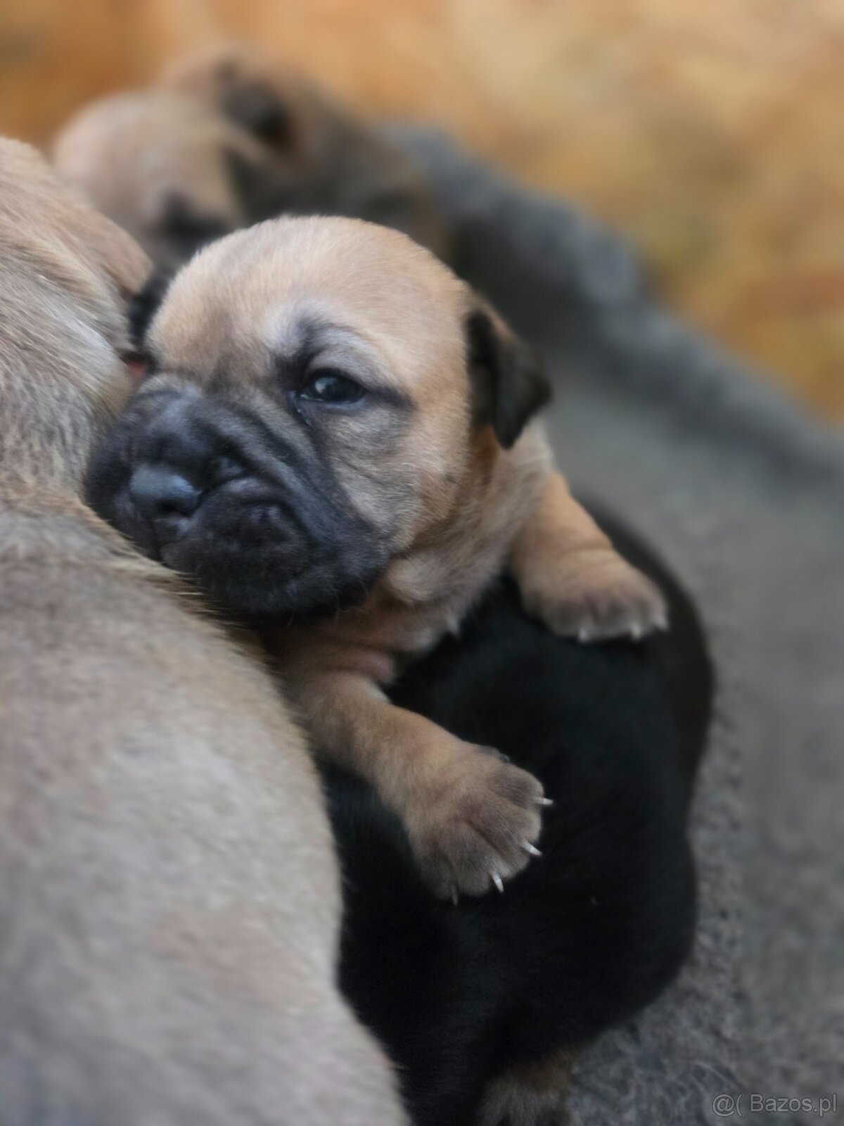 Dog Z Majorki Ca De Bou - 6