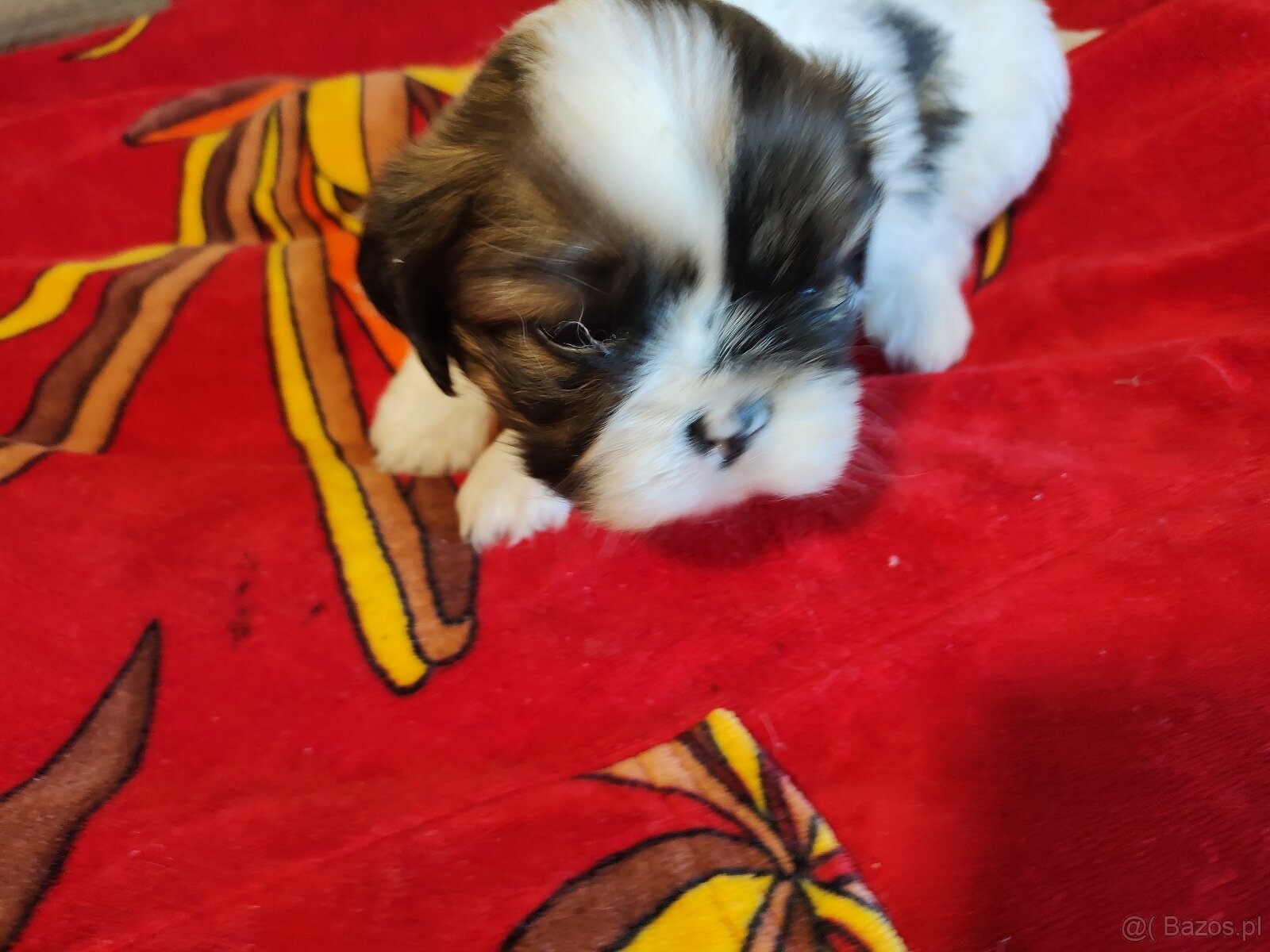 Suczki mieszanka ( shih tzu - pekińczyk) - 6