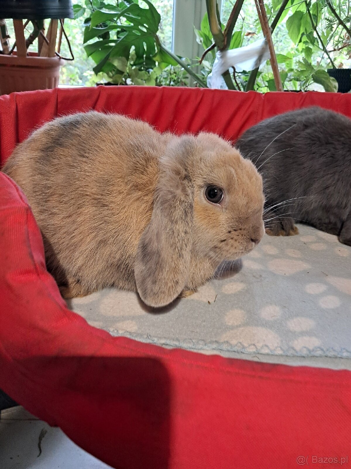 Białe baranki mini lop - 6
