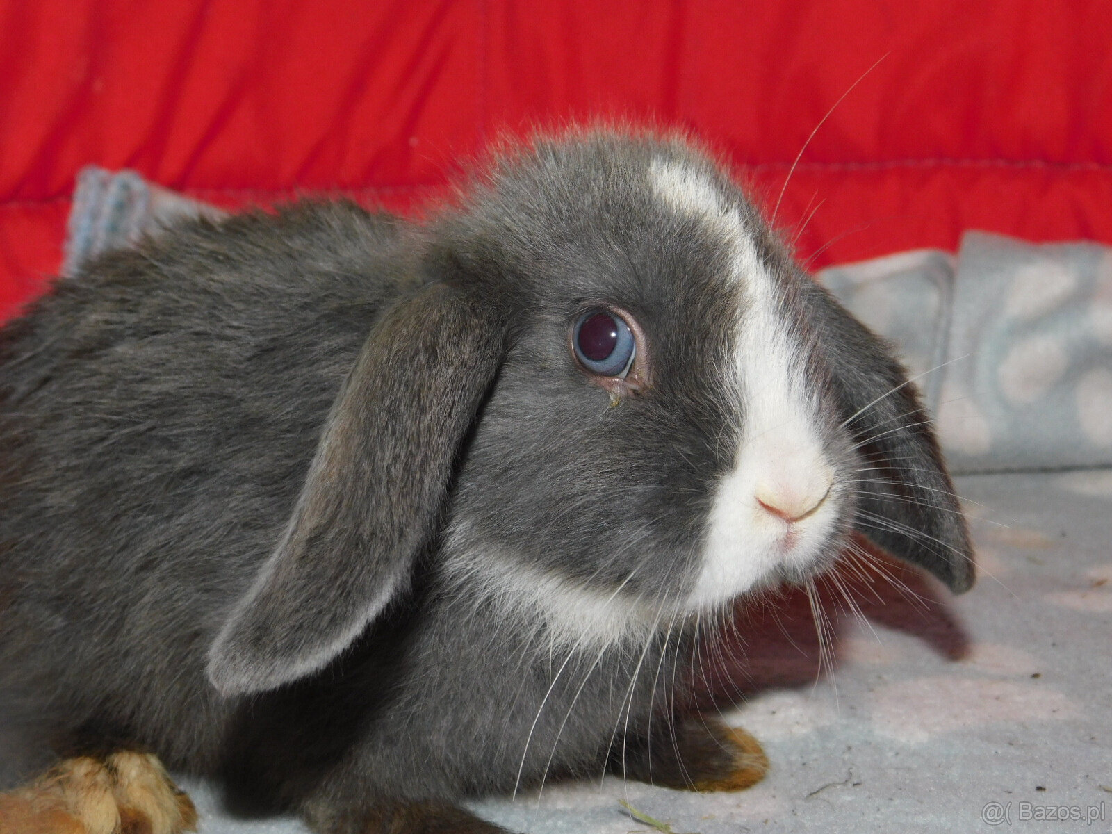 Piękne baranki mini lop - 6