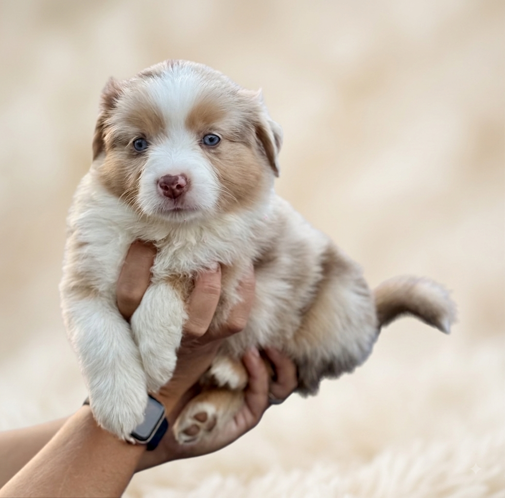 Miniaturowy owczarek amerykański 🐾 - 6