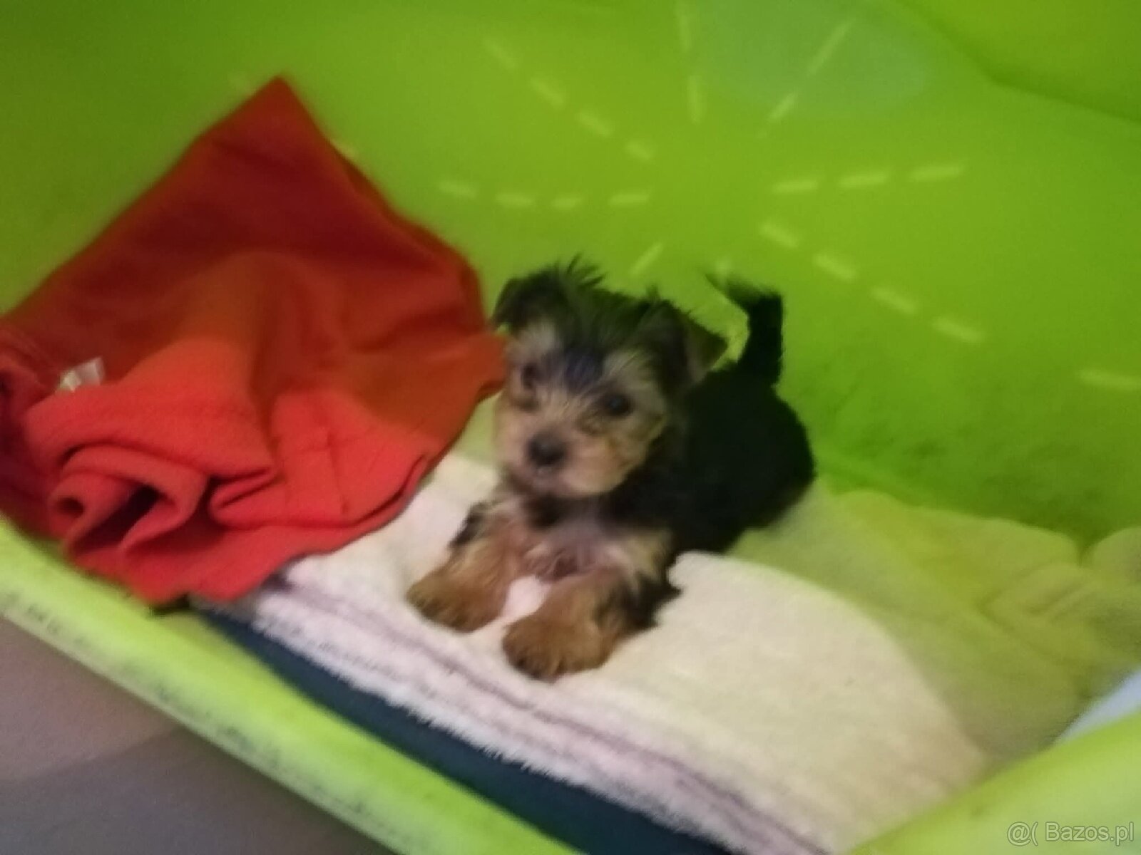 Sprzedam szczeniaki york terrier 2 pieski i 2 suczki - 6