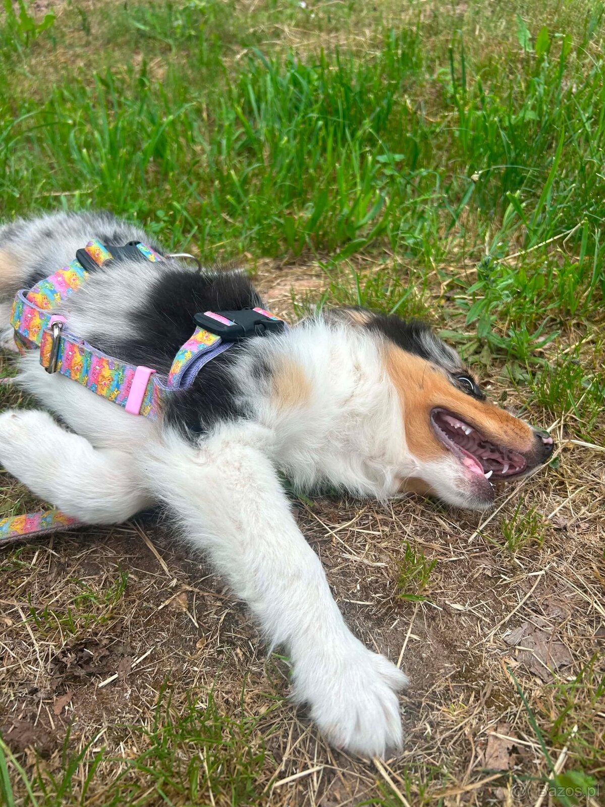 Border collie - 6