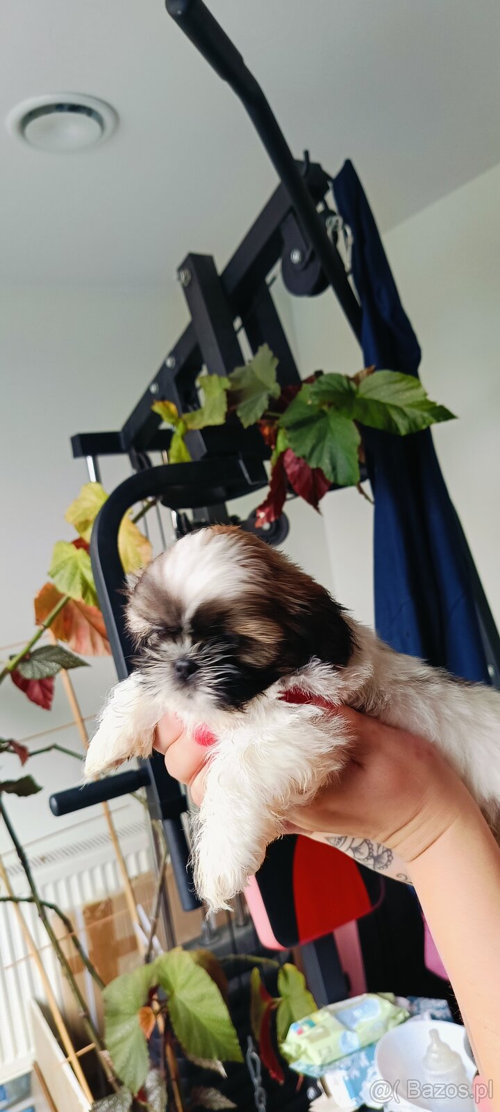 Shih tzu - 6