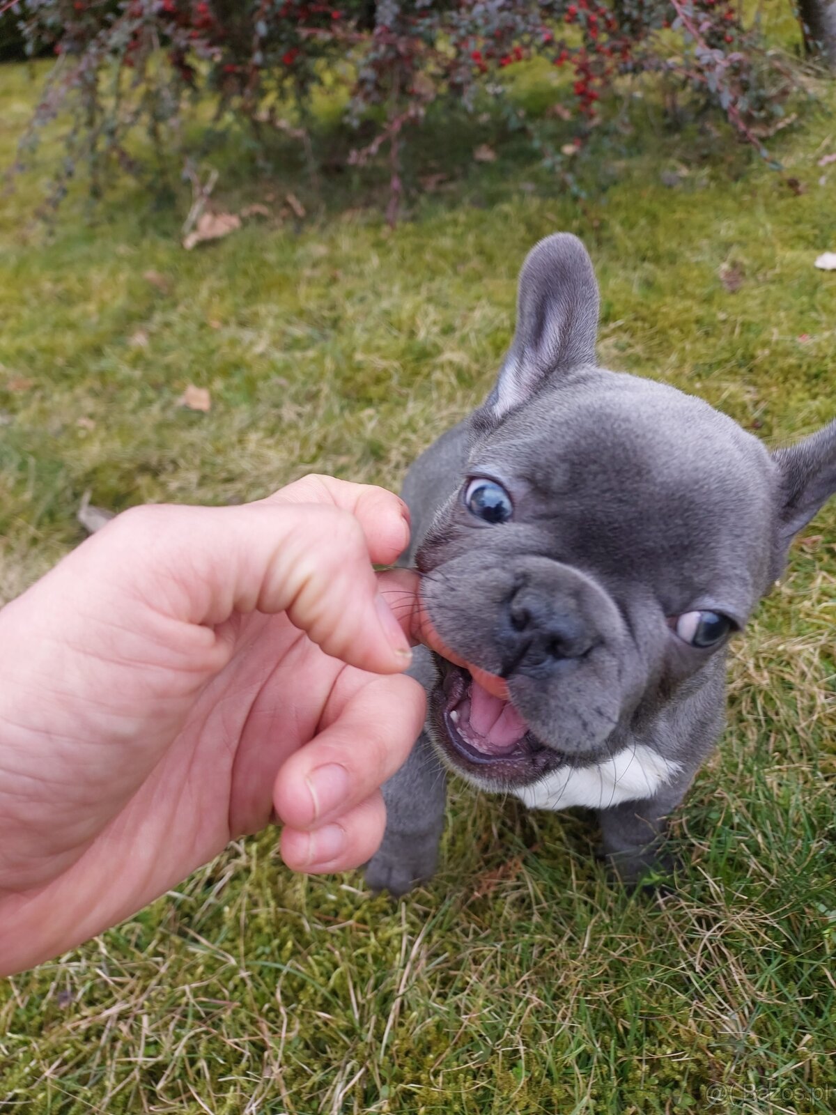 Buldog francuski suczki i pieski - 6