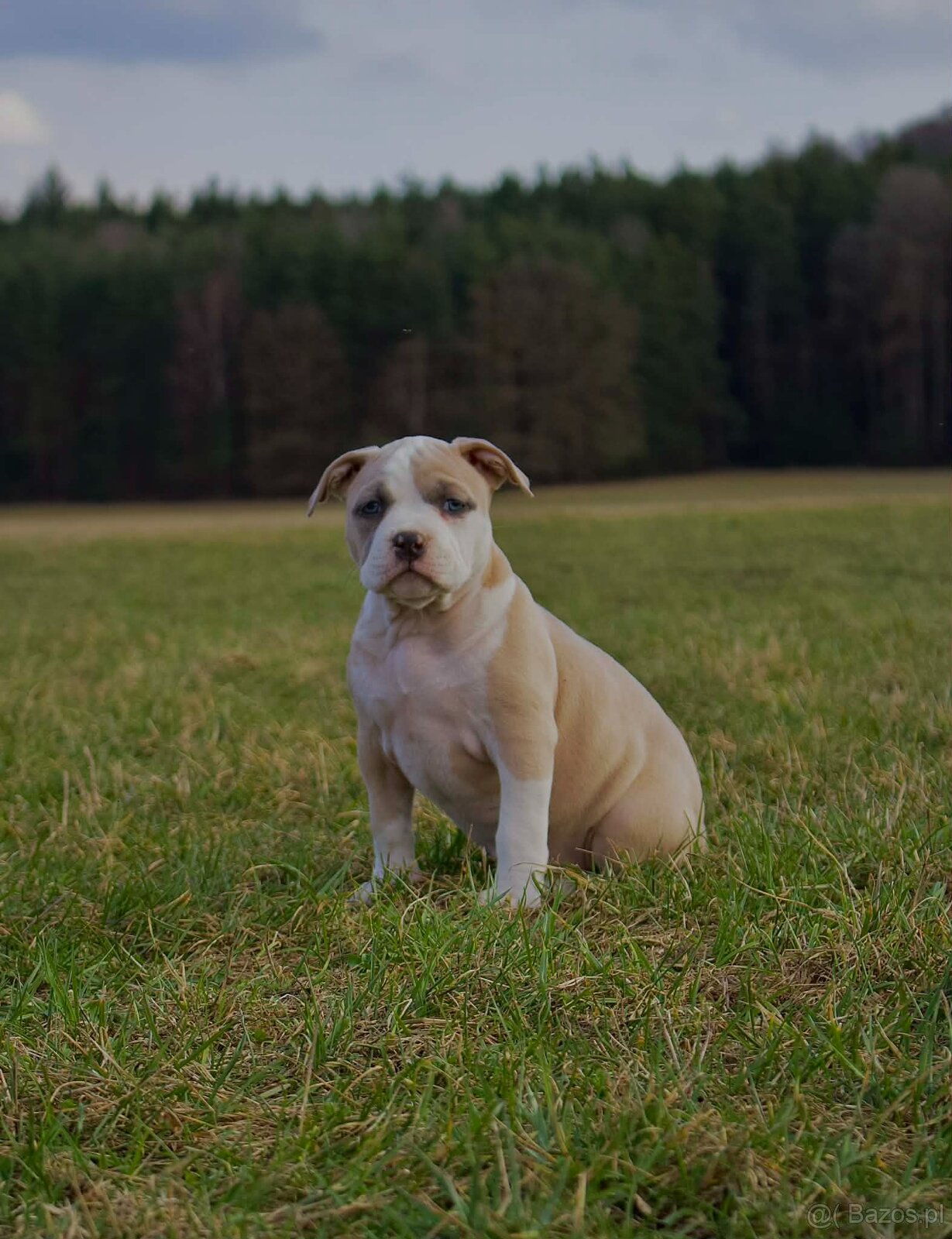 American Bully Standard - 6