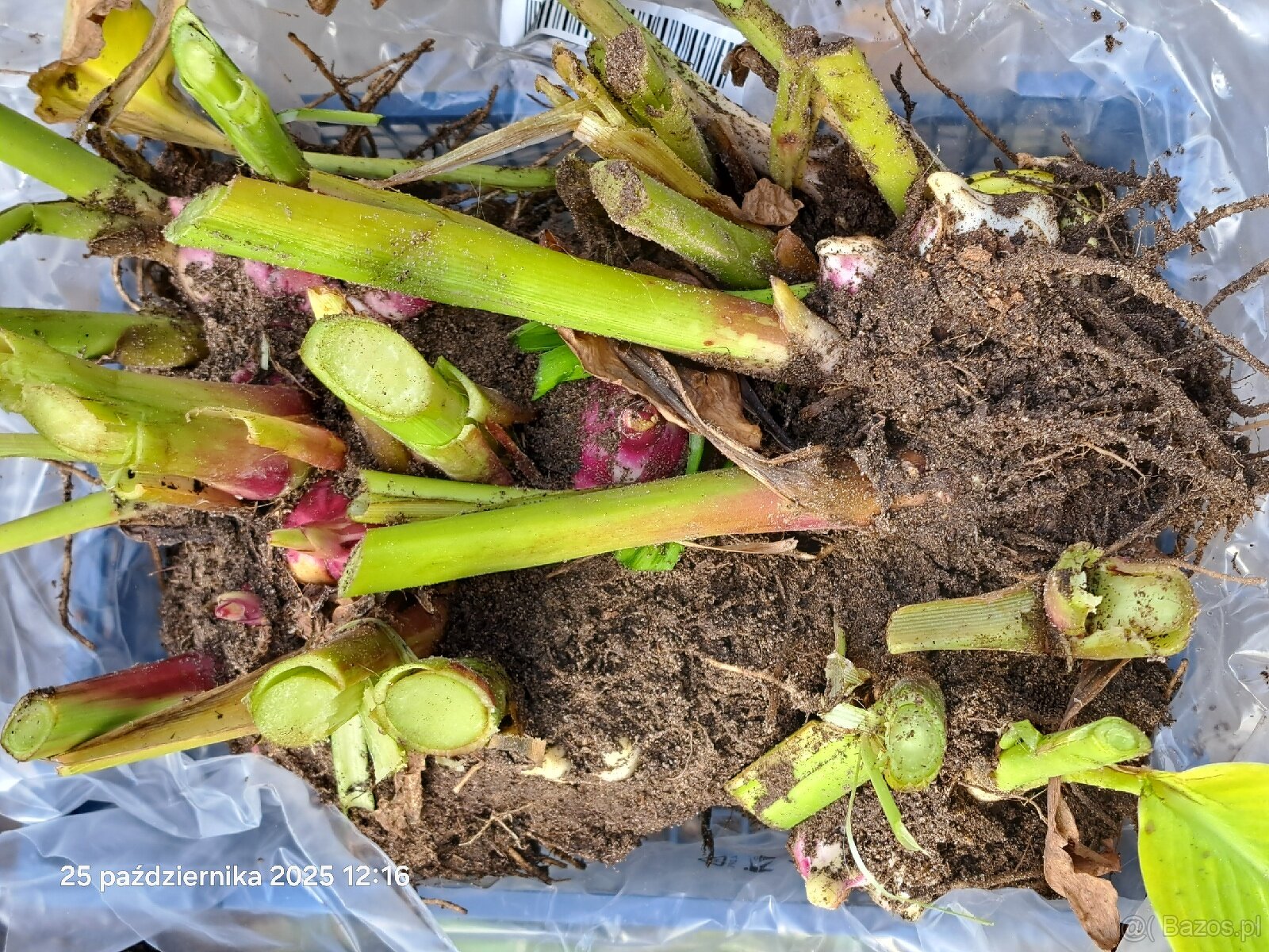 Kanny czerwone świeżo wykopane - 6