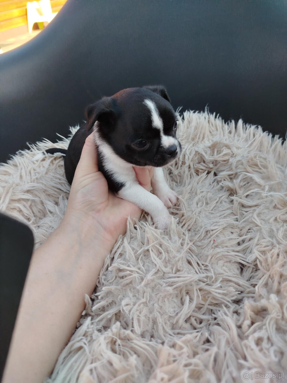 Piękny piesek chihuahua - 6