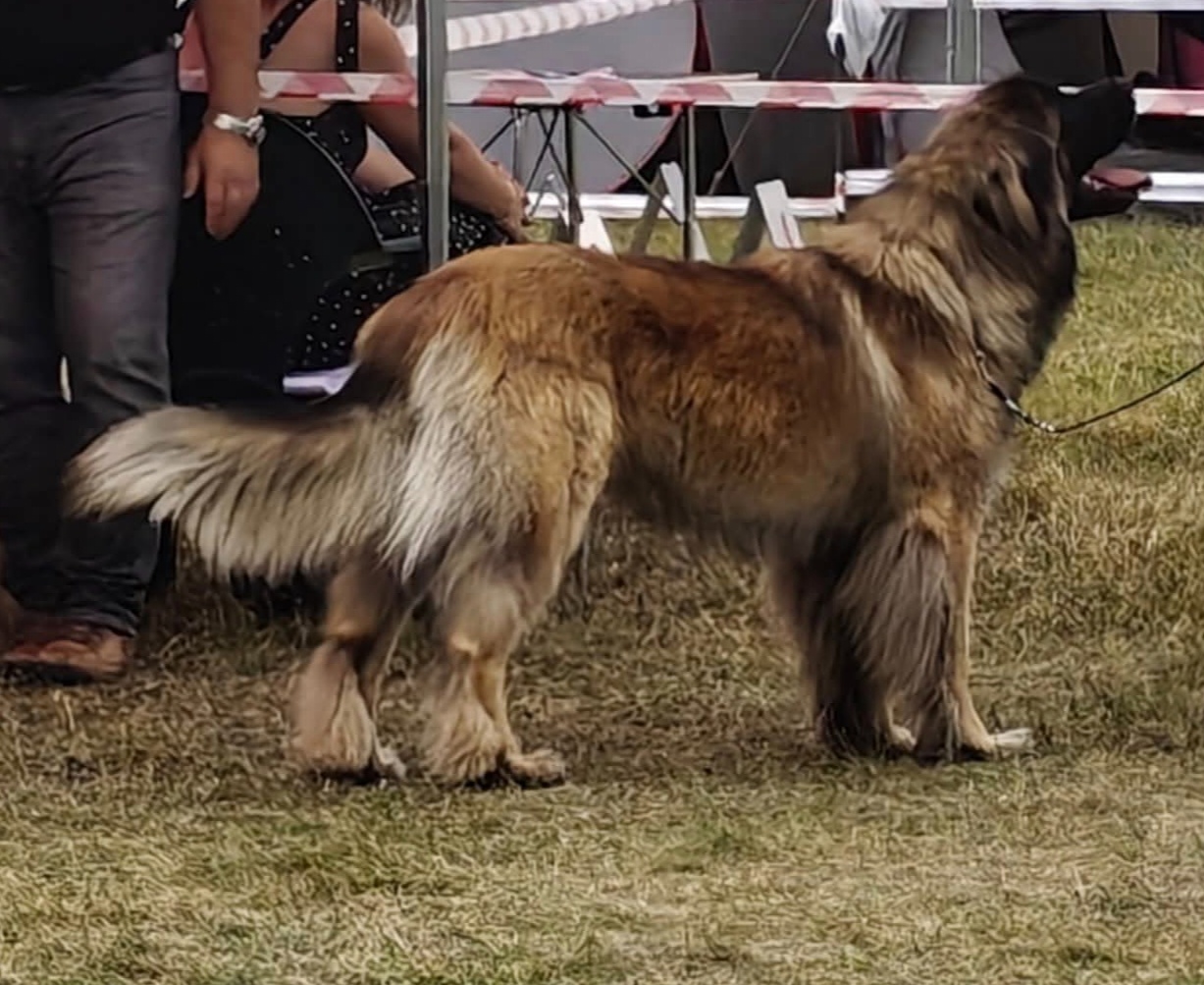 Leonberger szczeniaki - 6