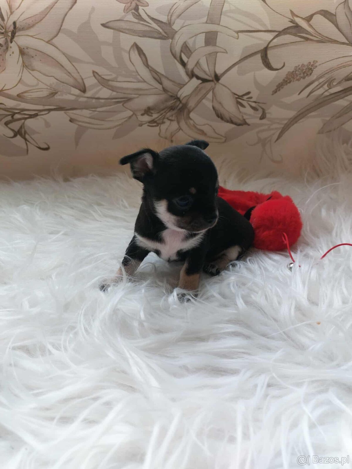 Śliczne suczki CHIHUAHUA - 6