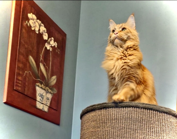 Kotki rasy Maine Coon - 6