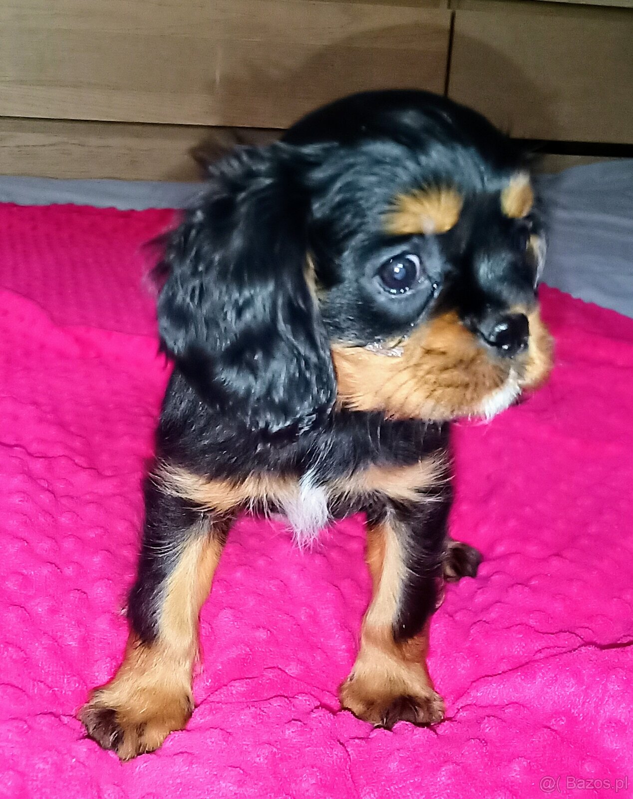 Gotowy do odbioru piesek Cavalier z rodowodem i wyprawką - 6