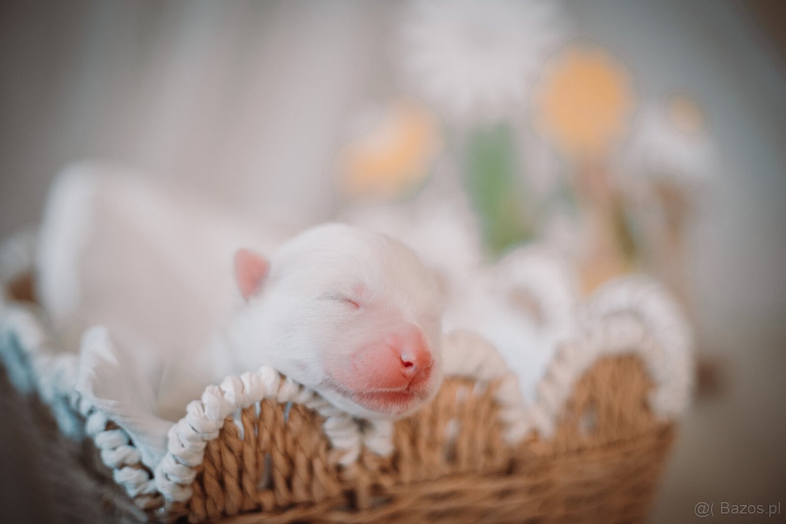 Samojed z FCI/PP – urodzone szczenięta z wyjątkowego skojarz - 6