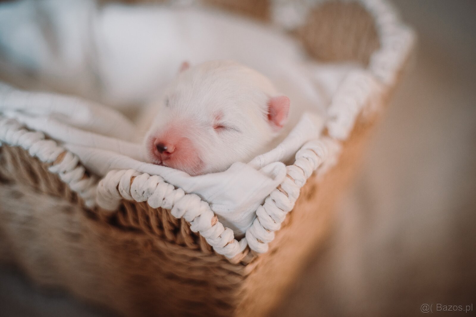 Samojed z FCI/PP – urodzone szczenięta z wyjątkowego skojarz - 6