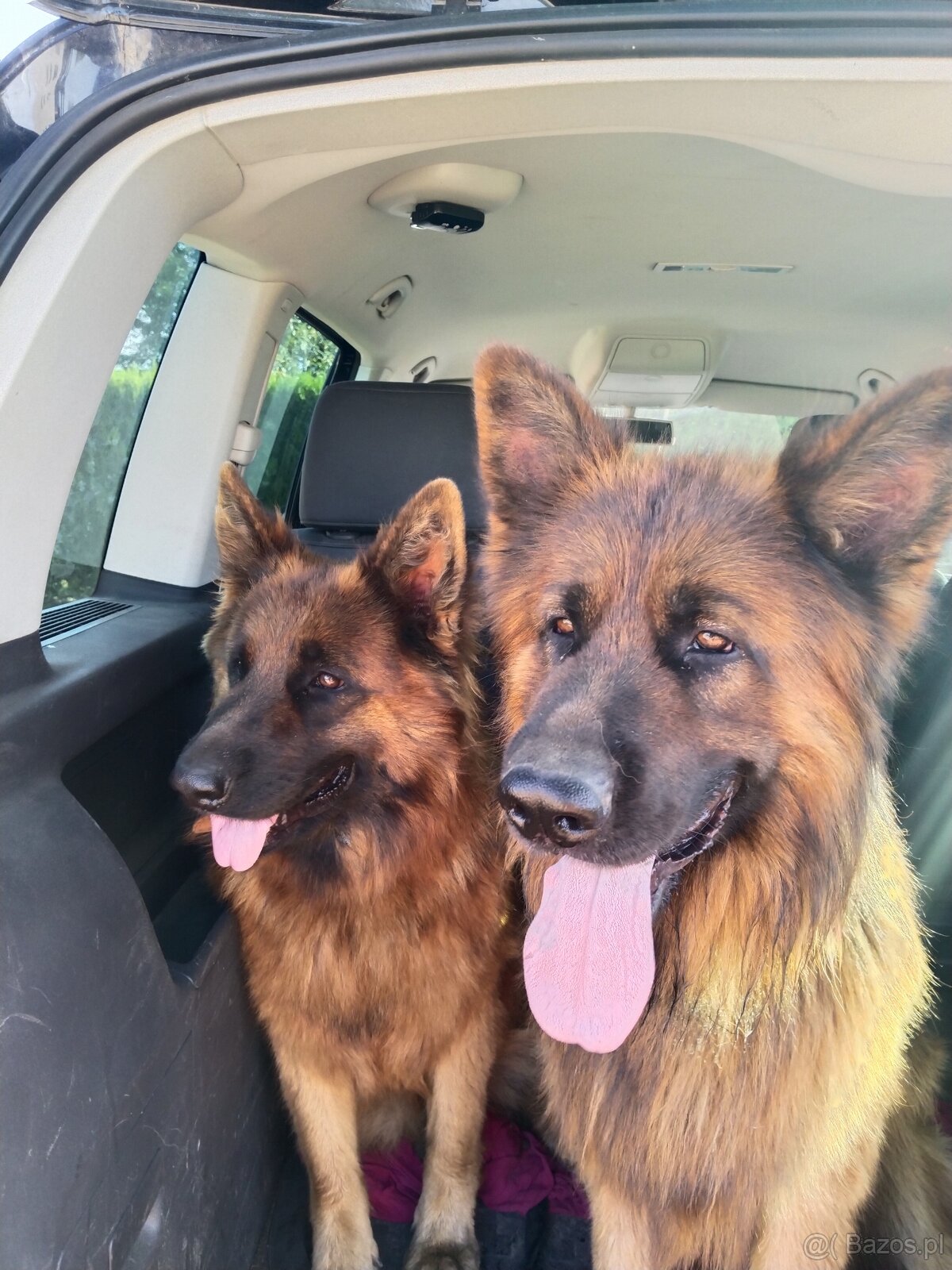 Owczarek niemiecki długowłosy - 6