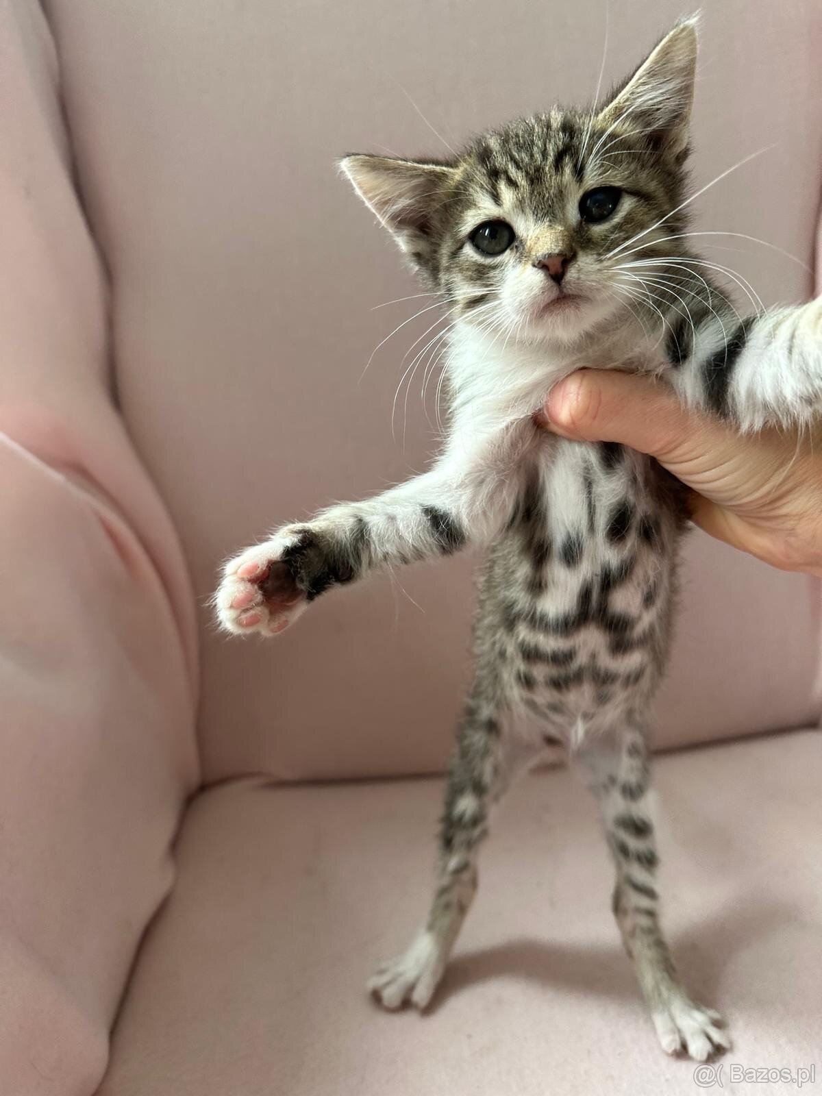 Oddam cztery małe kotki trzymiesieczne - 6