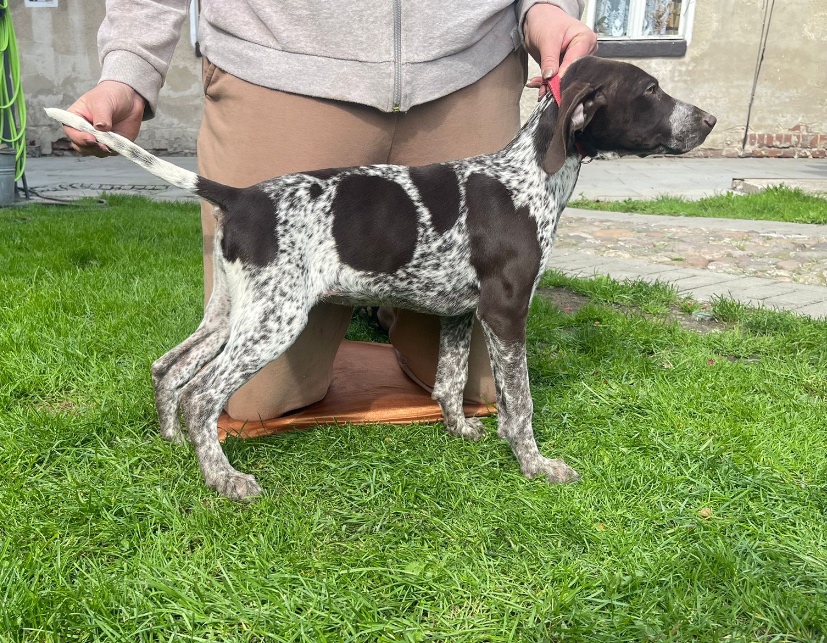 Szczeniaki wyżła niemieckiego krótkowłosego - 6