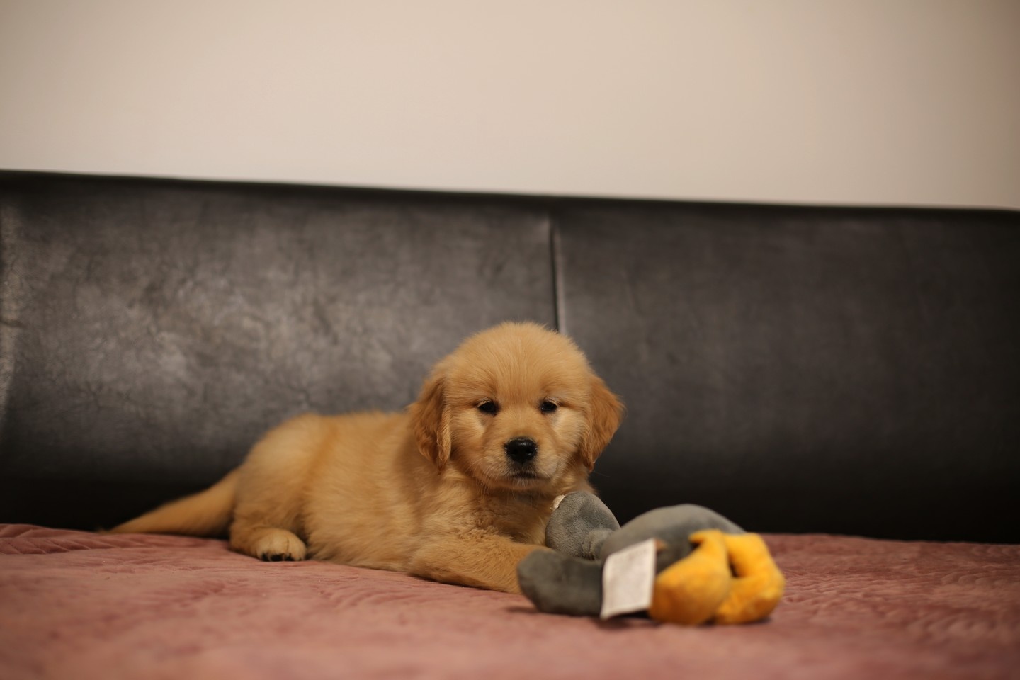 GOLDEN RETRIEVER-ciemnozłote i złote , ZKwP/FCI - 6