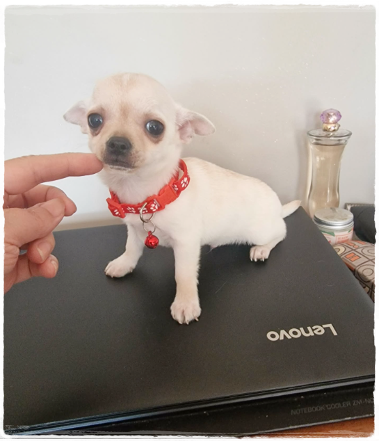 Chihuahua śliczny kremowo biały piesek - 6