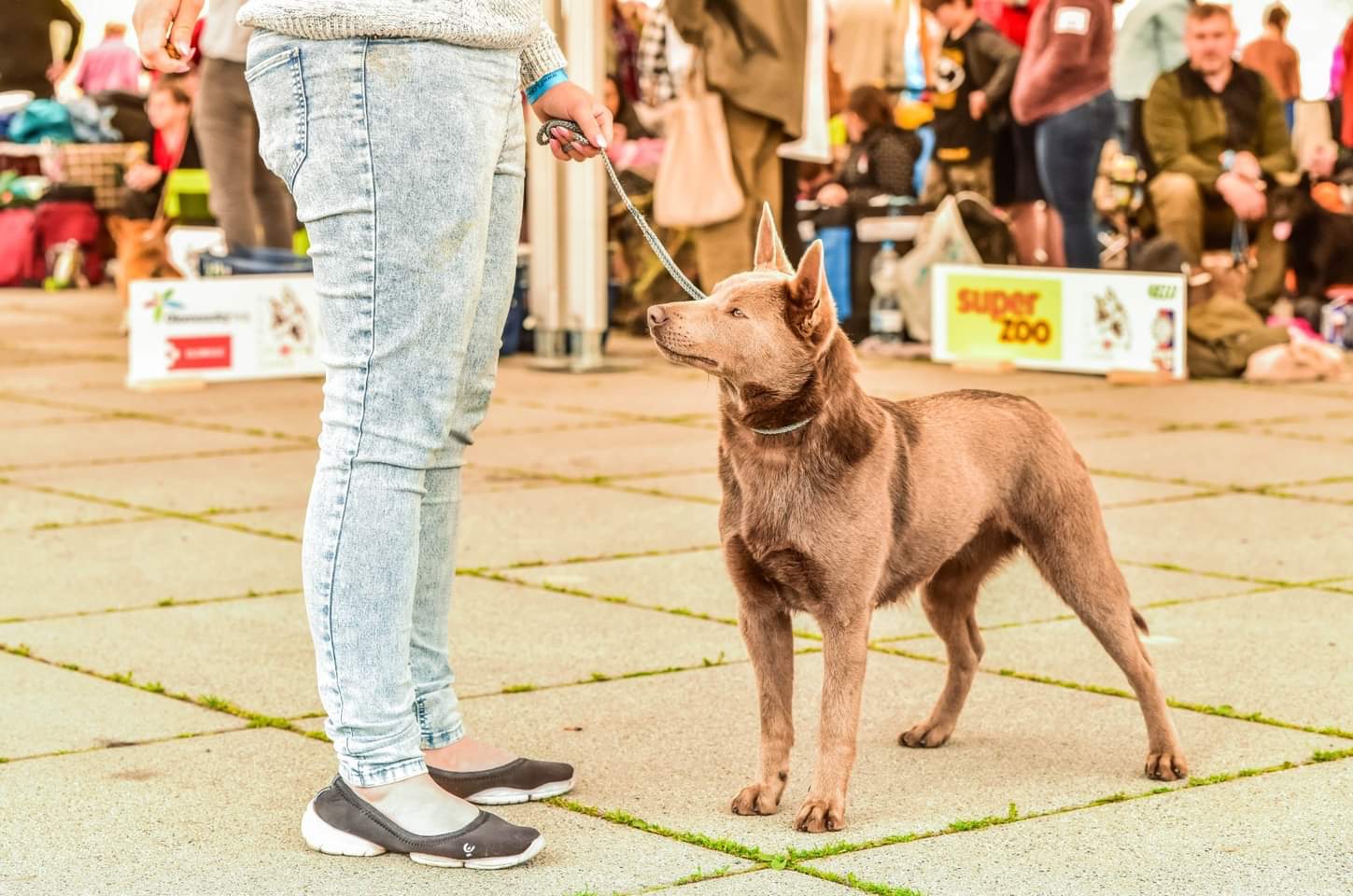 Australian kelpie - 6