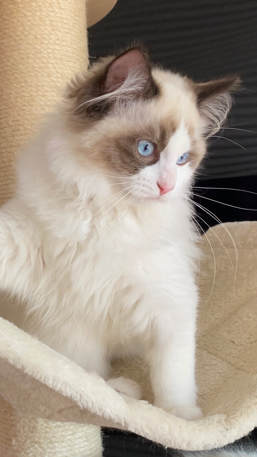 Kot kocurek Ragdoll - 6