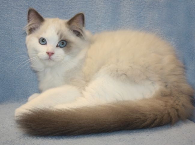 RAGDOLL koťátka: - 6