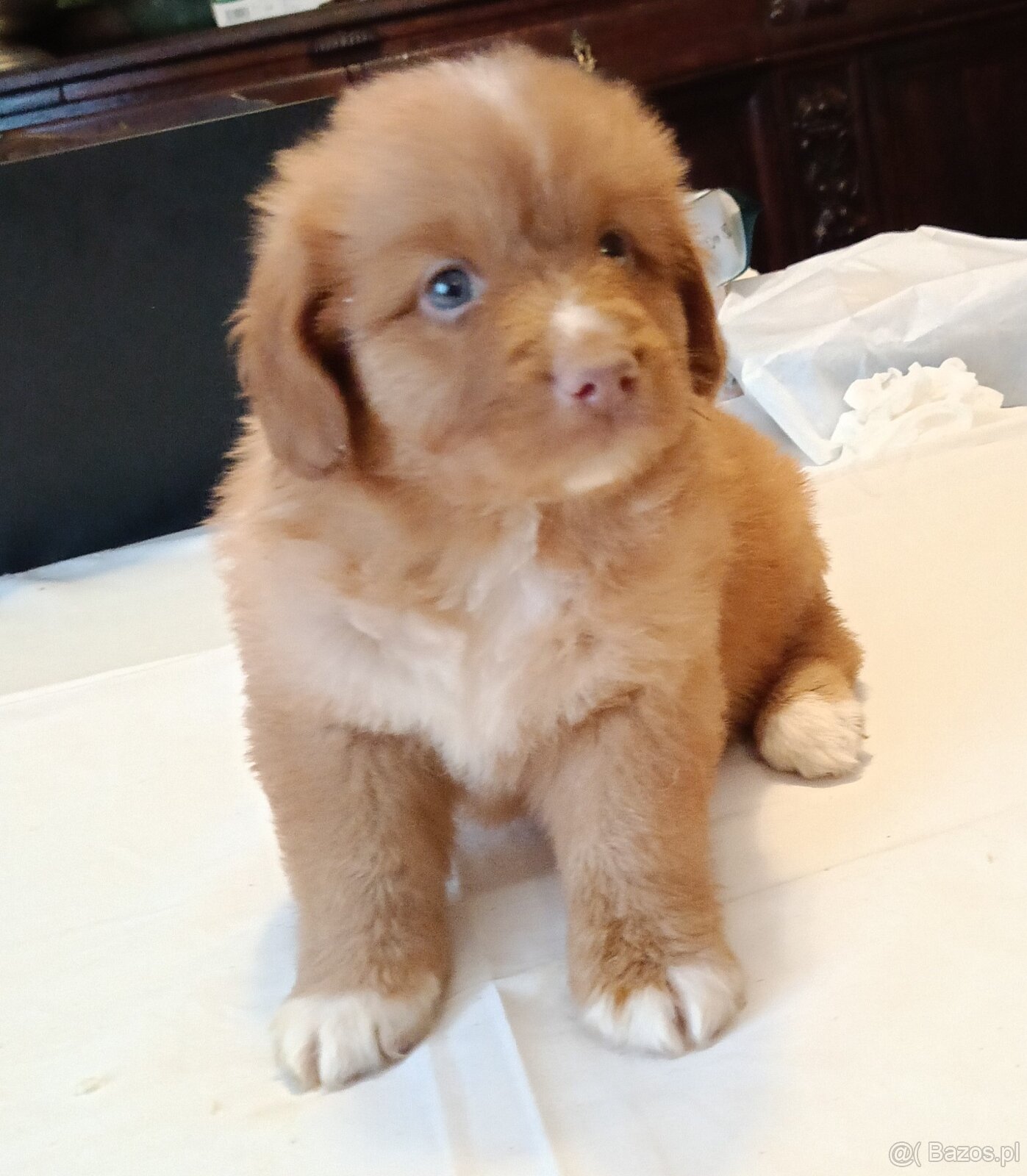 Nova Scotia Duck Tolling Retriever - szczeniaki - 6