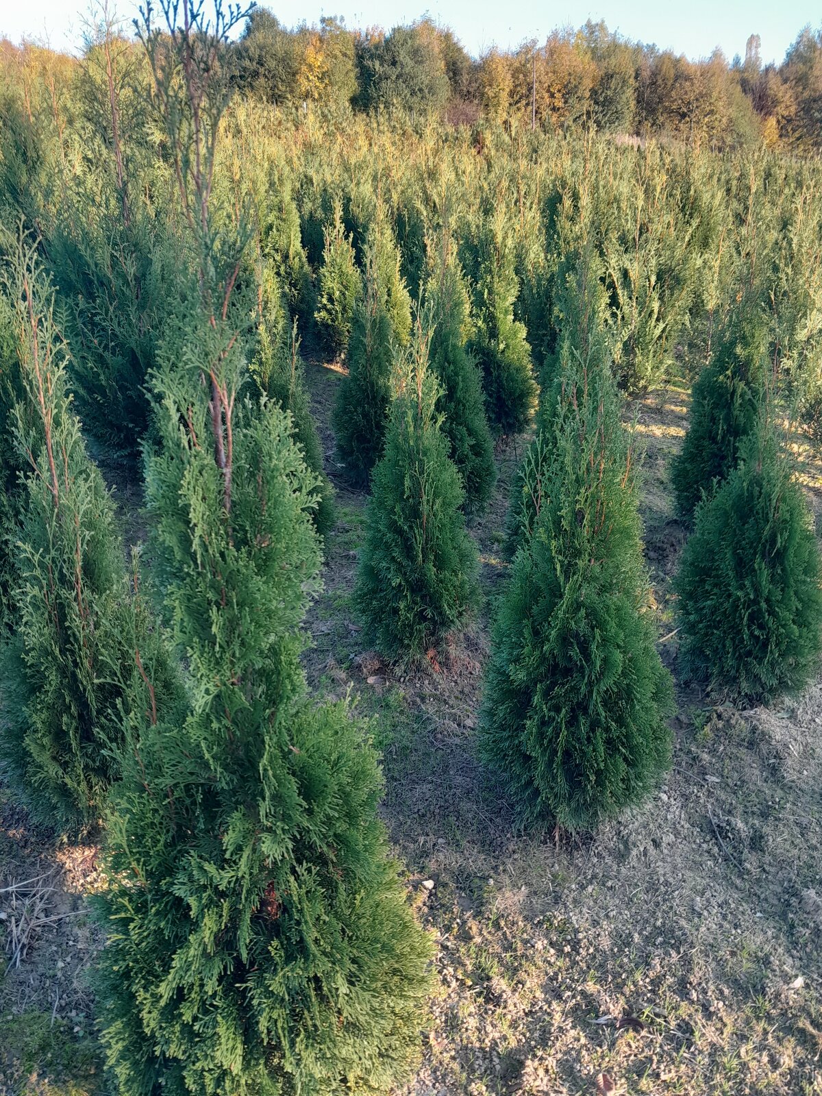 Tuje braband, szmaragd, kornik, aureospicata - 6