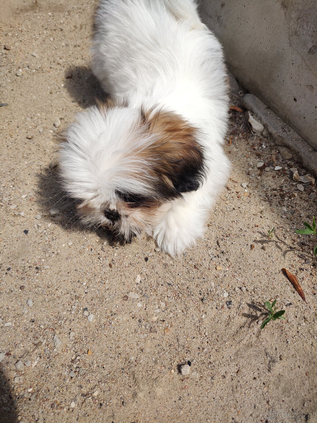 Suczka mieszaniec pekinczyk -shih tzu - 6