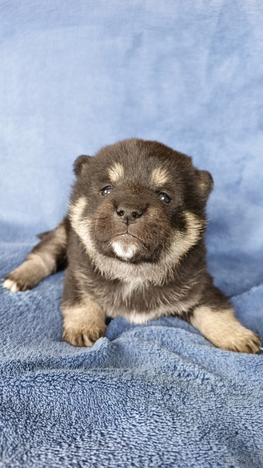 Shiba Inu + Nowy miot + Rezerwacja szczeniąt - 6