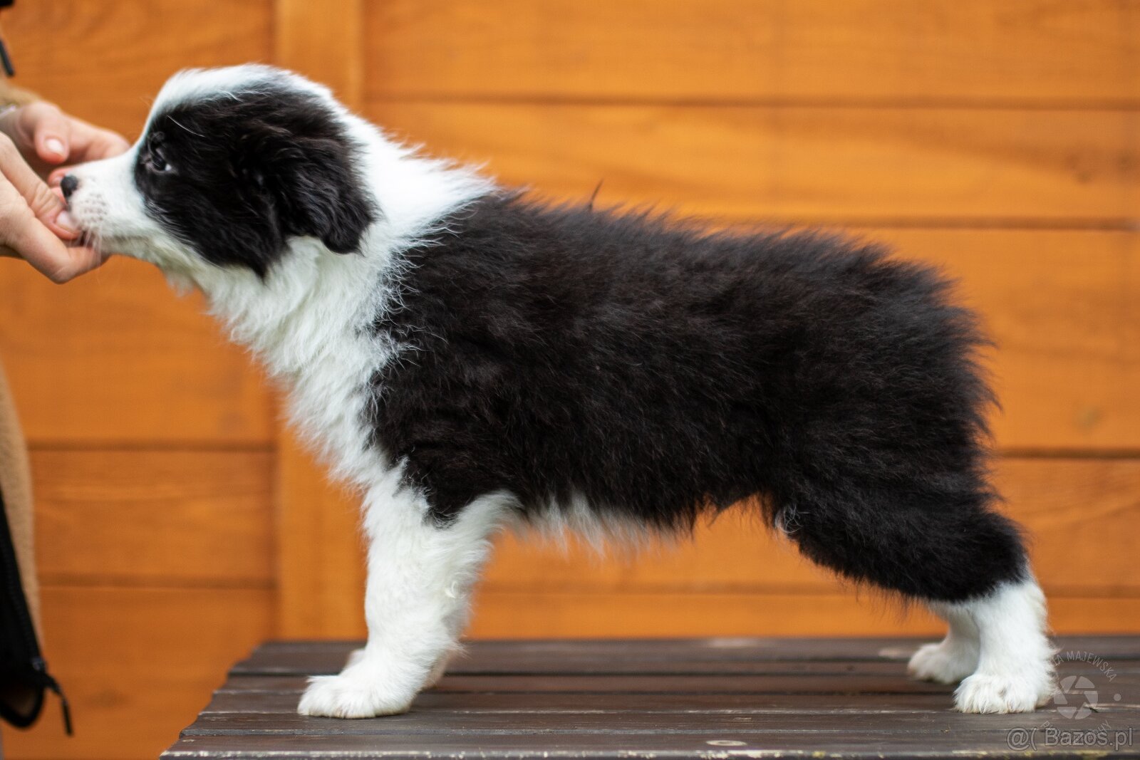 Border collie szczenięta hodowla Anidamara FCI - 6