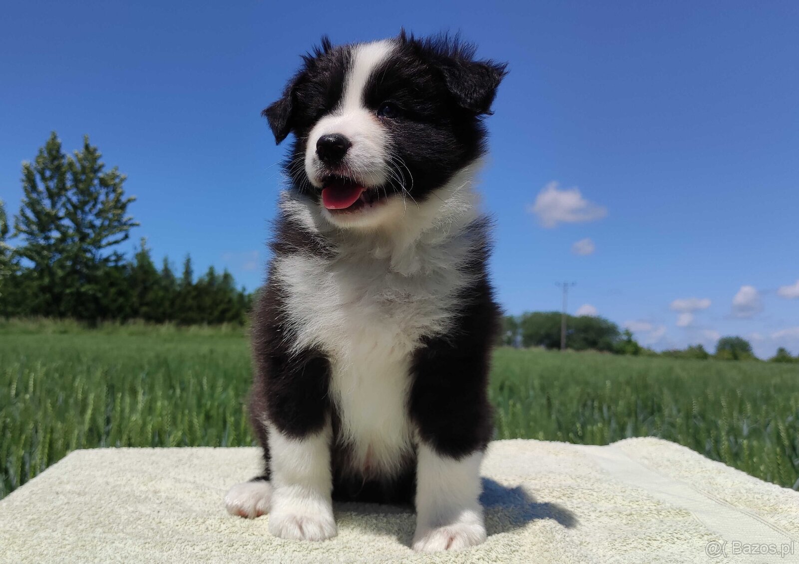 Piękny Rasowy Pies Border Collie - Szczeniak z pełną dok. z - 6