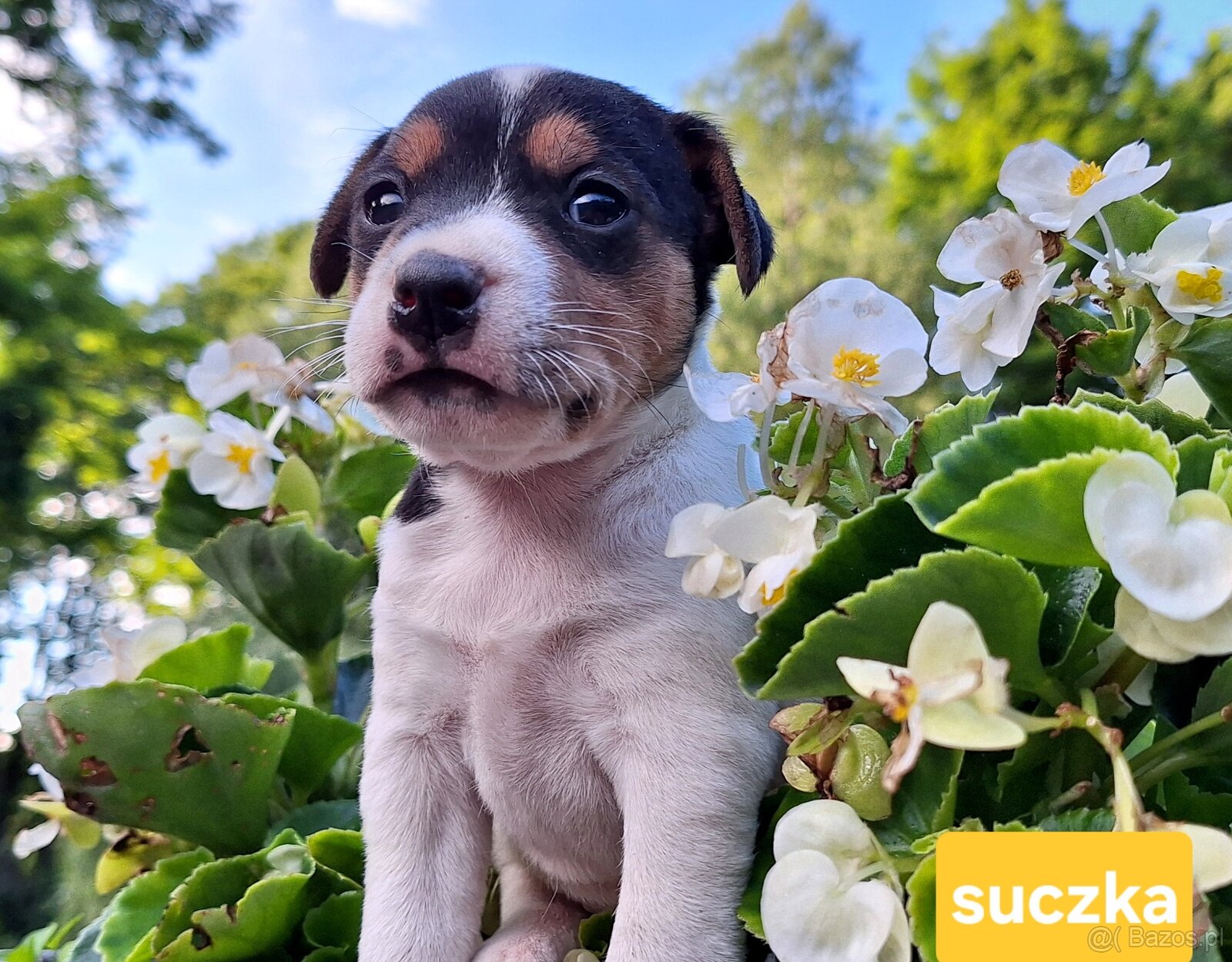 Parson Russell Terrier ZKwP FCI - 6