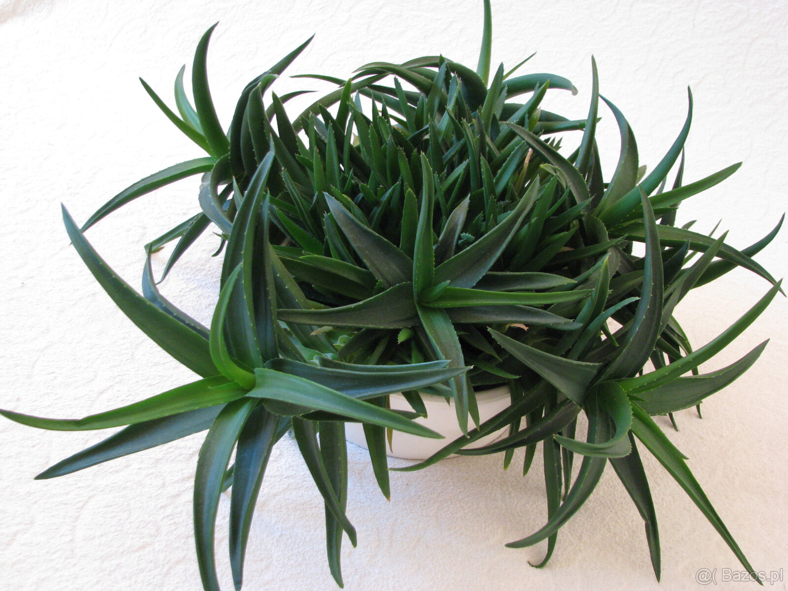 Aloes – piękna, zdrowa roślinka o właściwościach leczniczych - 6