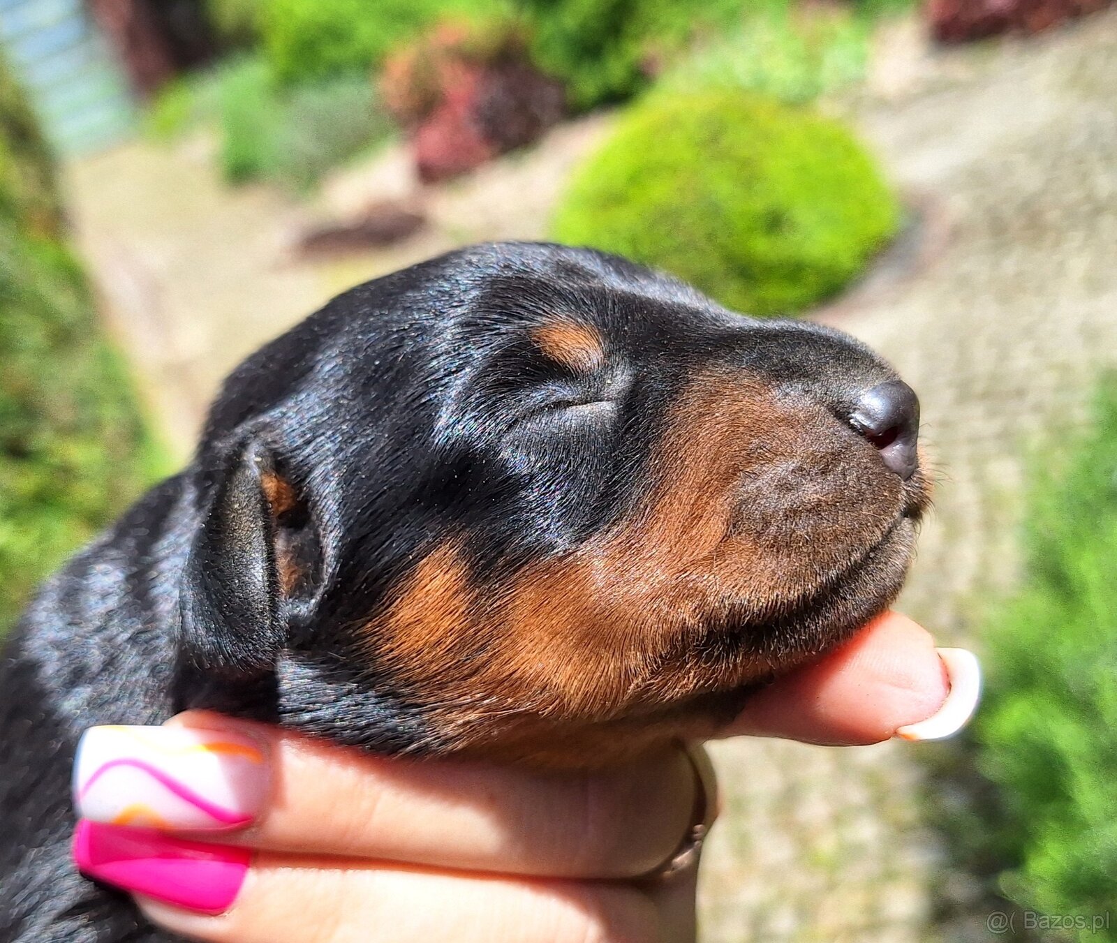 Gończy Słowacki KOPOV ZKwP FCI - 6