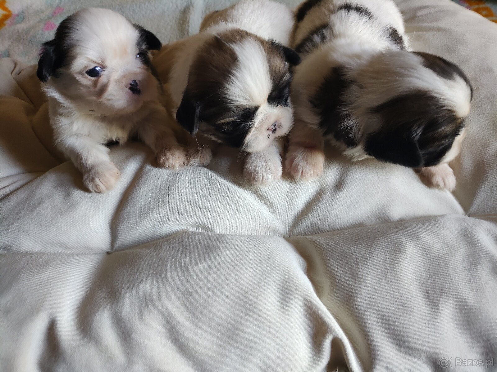 Suczki mieszanka (shih-tzu-pekinczyk) - 6