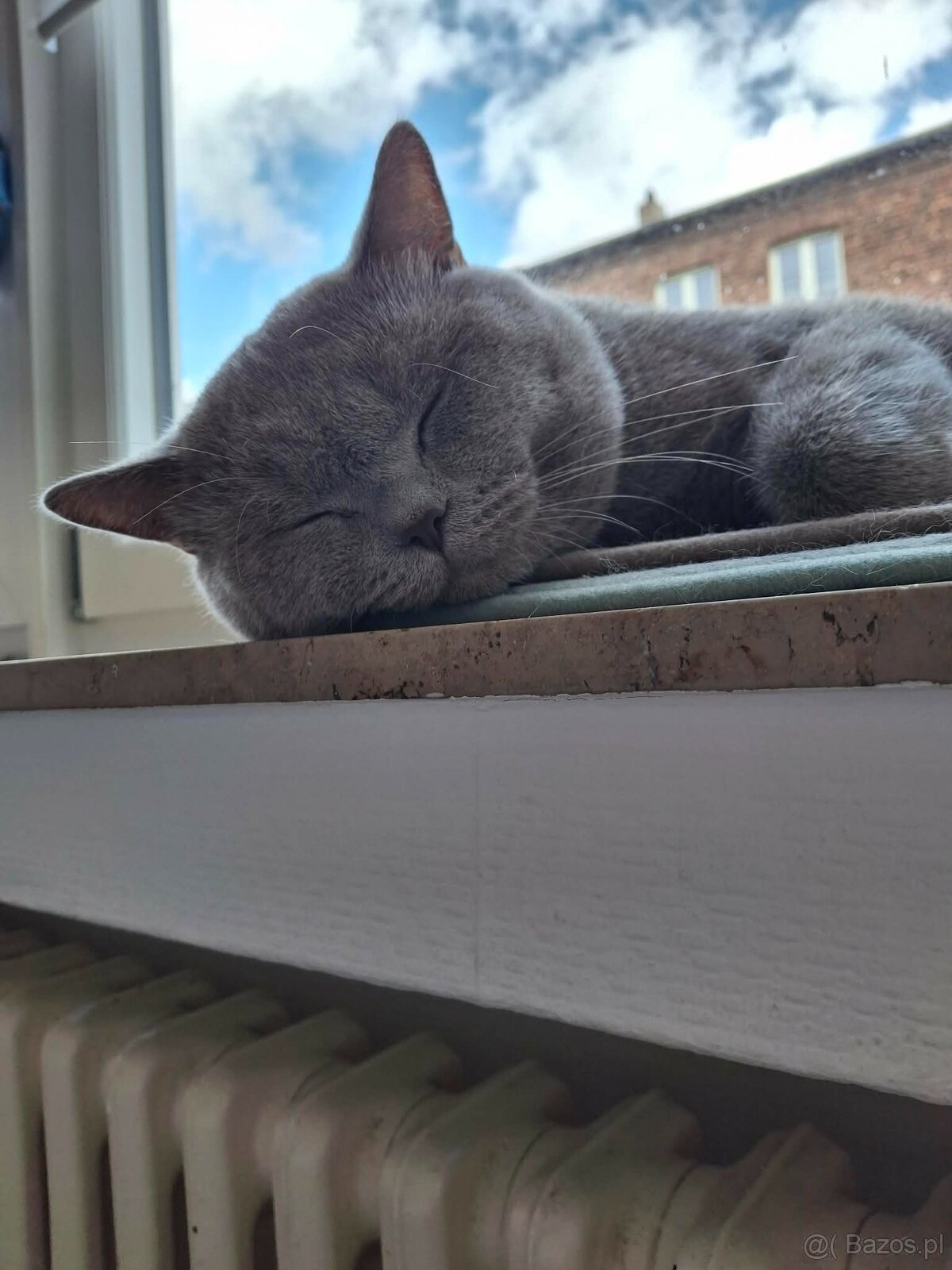 Kocur Brytyjski reproduktor ,Krycie - 6