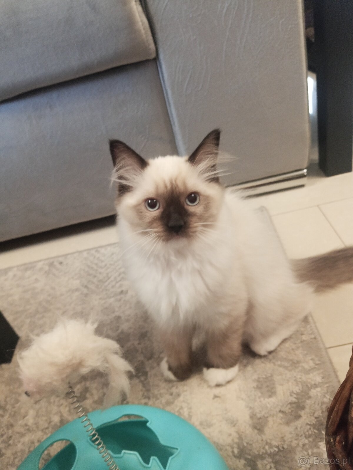 Kocurek Ragdoll LATTE FPL - 6