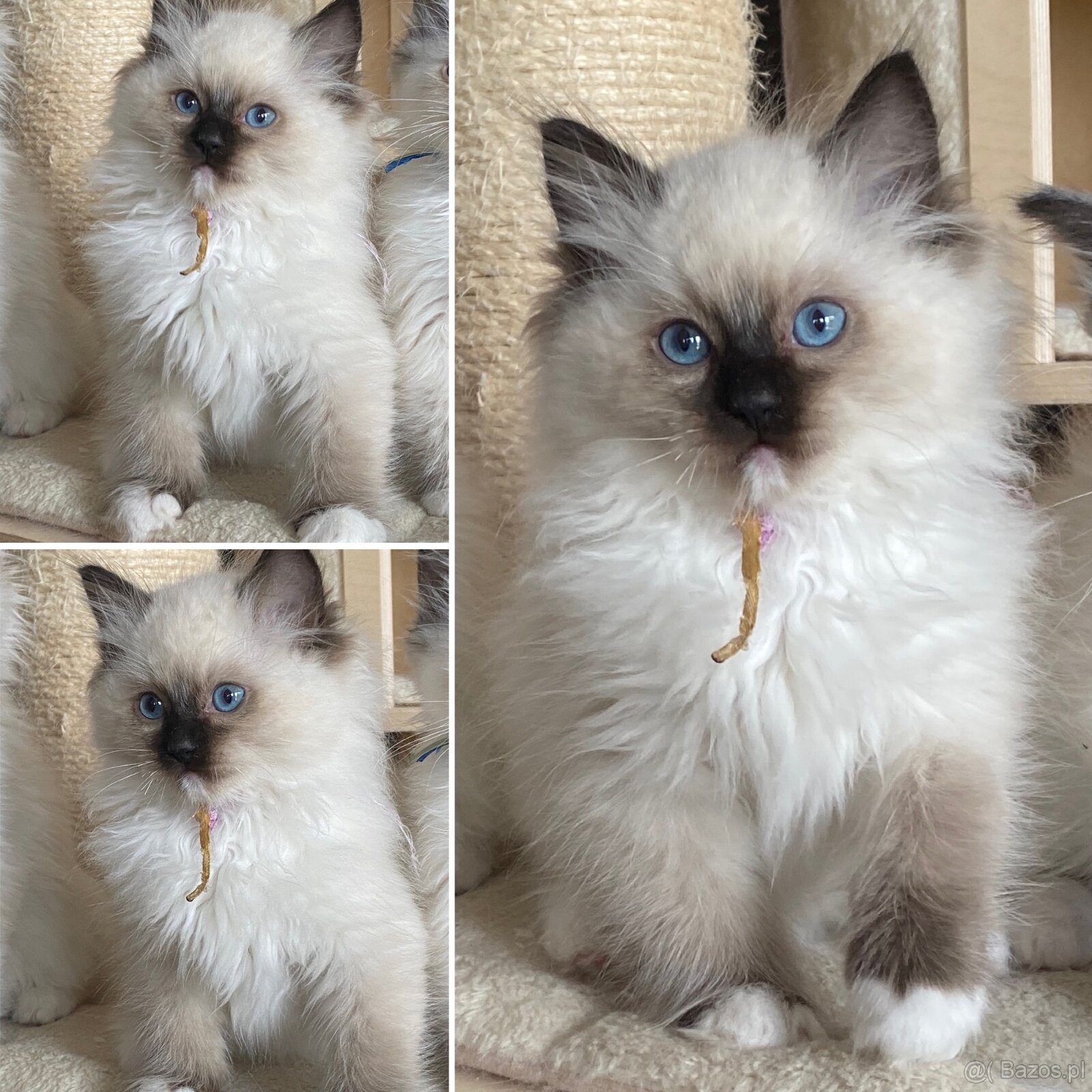 Kot Ragdoll z prawdziwym rodowodem FPL - 6