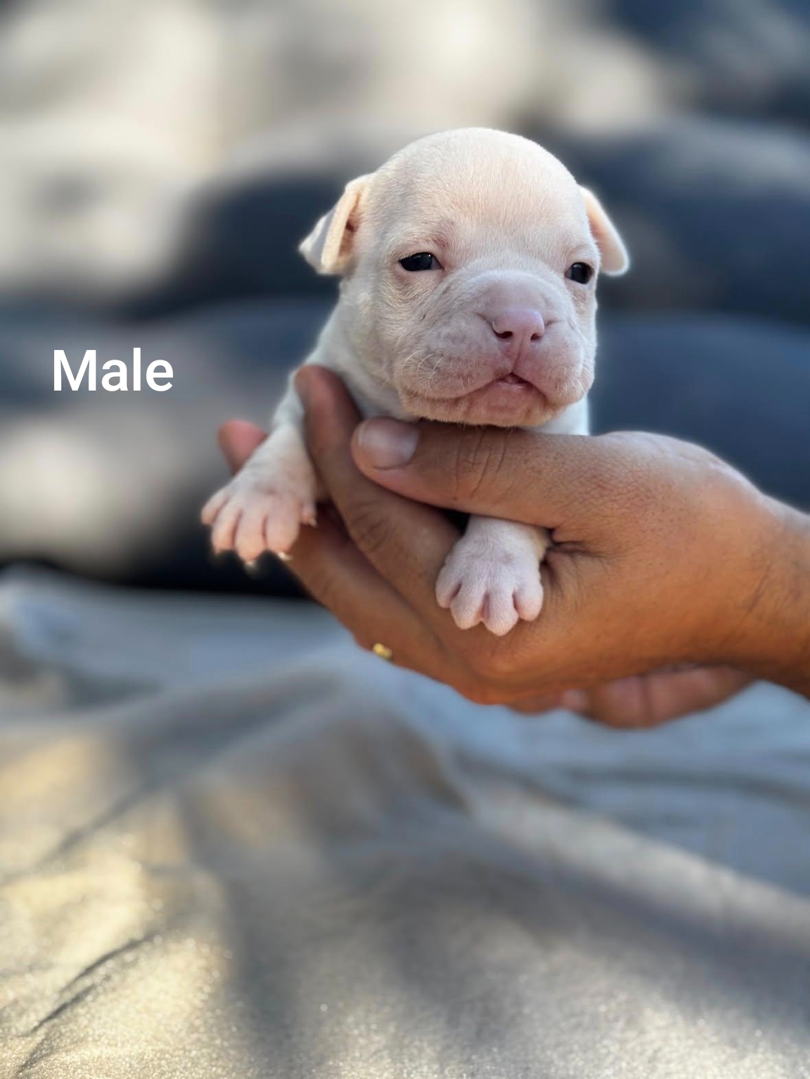 American Bully Pocket - 6