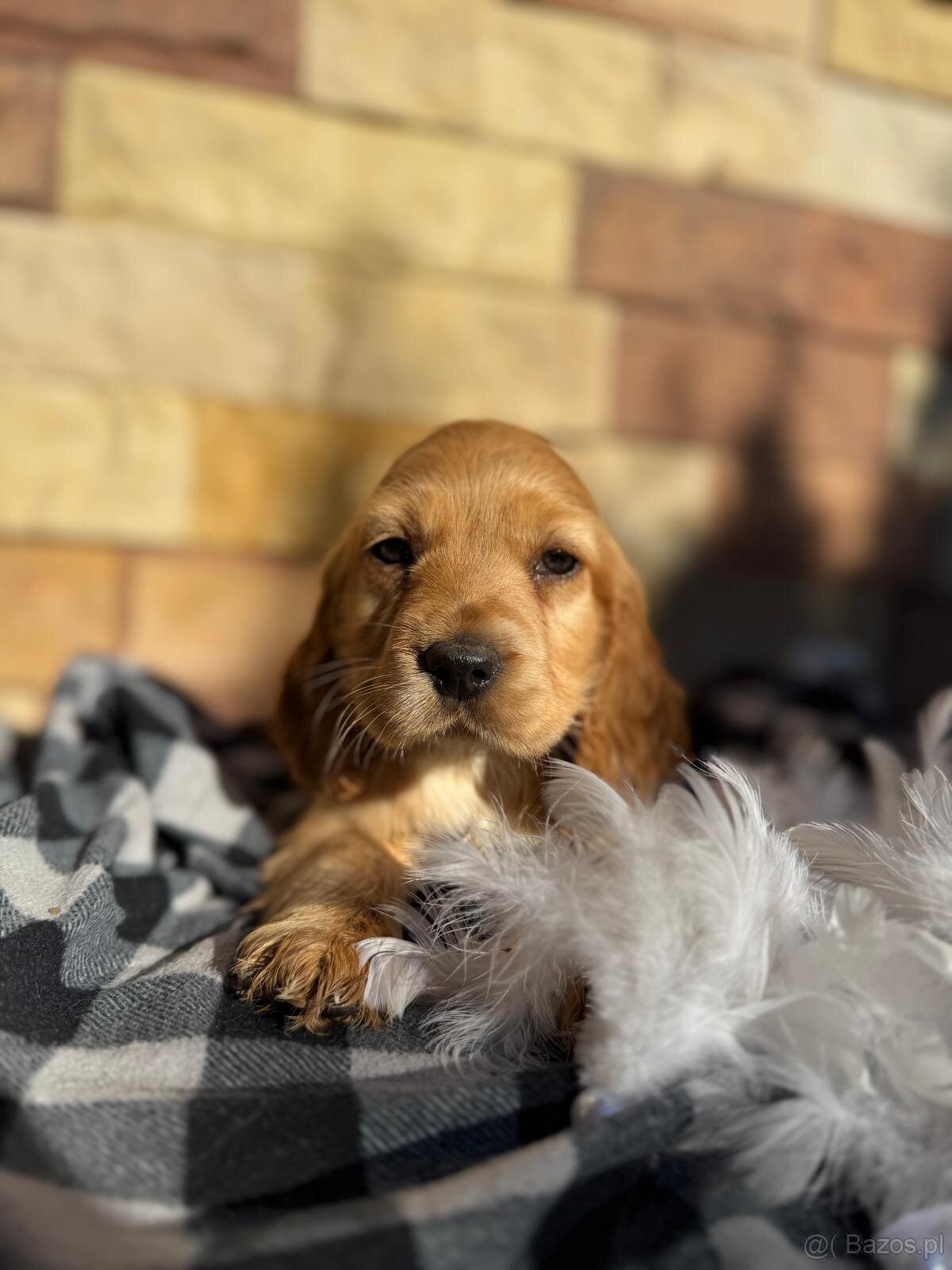 Śliczny piesek Cocker Spaniel Angielski złoty rodowód - 6