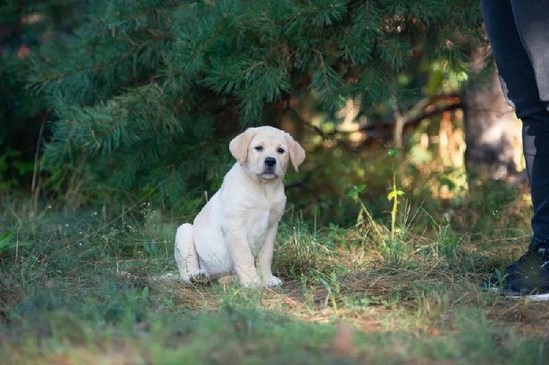 Niesamowite szczenięta labradora
- 6