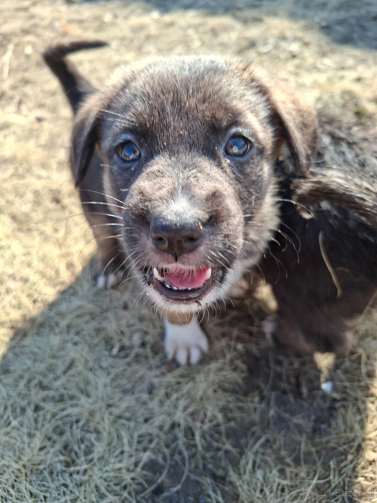 Oddam szczeniaczki za darmo - 6
