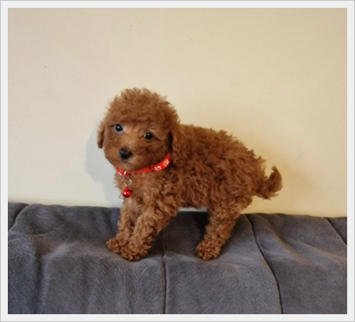 Pudel Toy red śliczny pudelek - 6