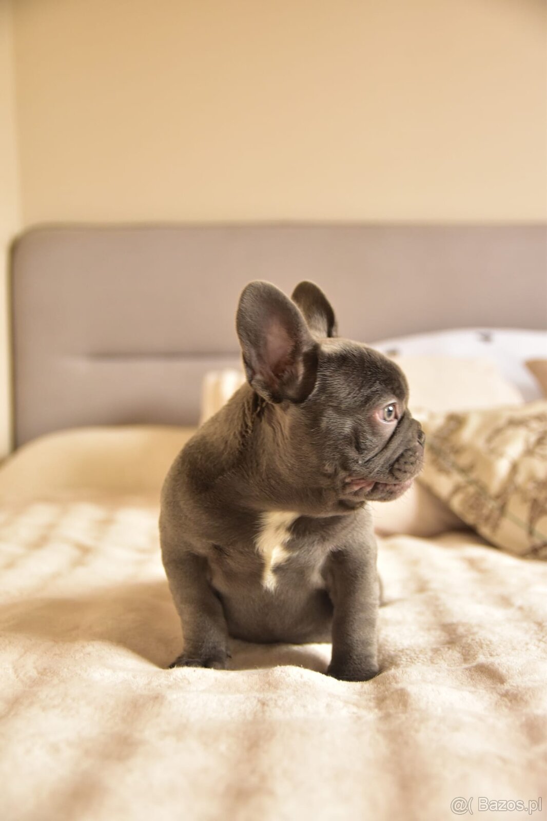 Buldog francuski sunia lilac - 6