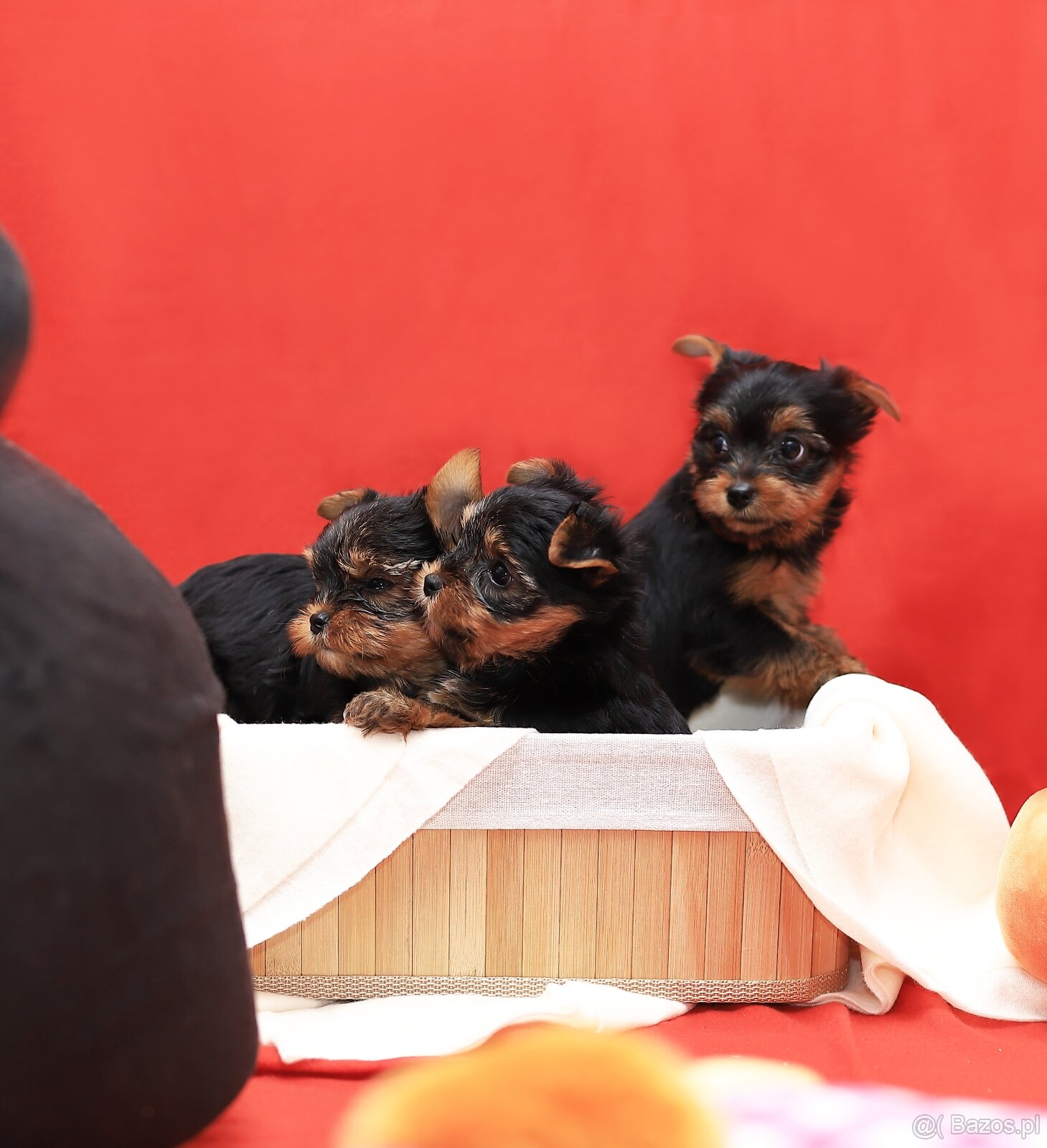 Alutka sunia Yorkshire Terrier - 6