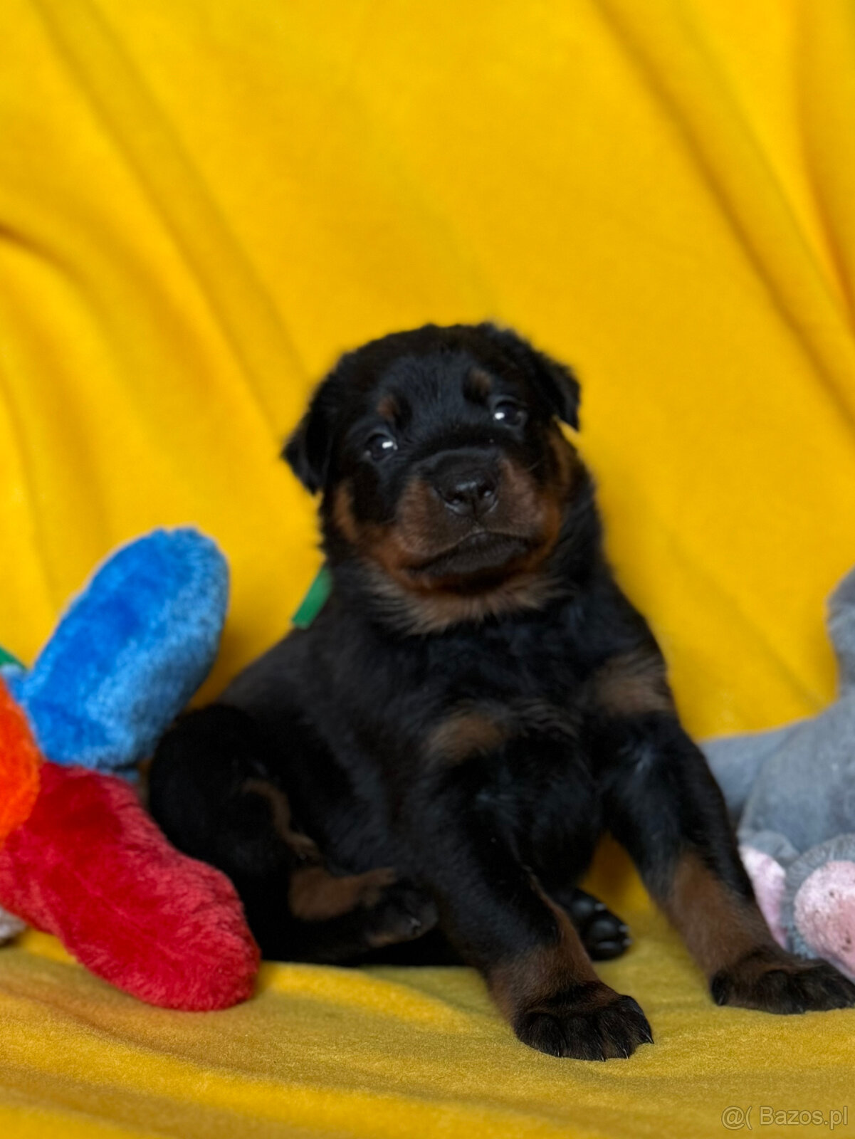 Beauceron - Owczarek francuski z rodowodem - 6